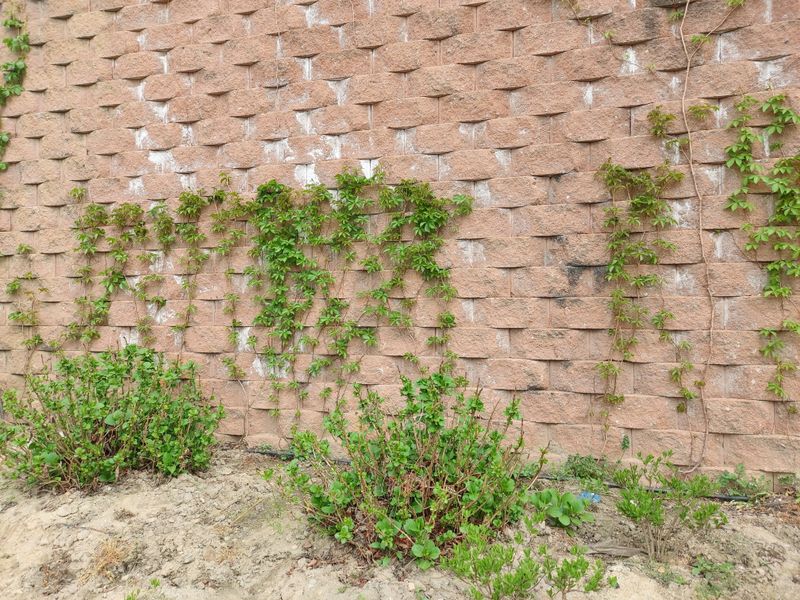 수국 은 나의희망님의 장터 판매 상품 [미국담쟁이 ] 첨부 사진