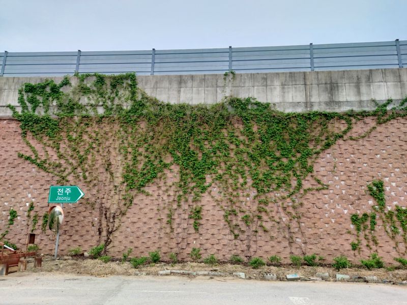 수국 은 나의희망님의 장터 판매 상품 [미국담쟁이 ] 첨부 사진