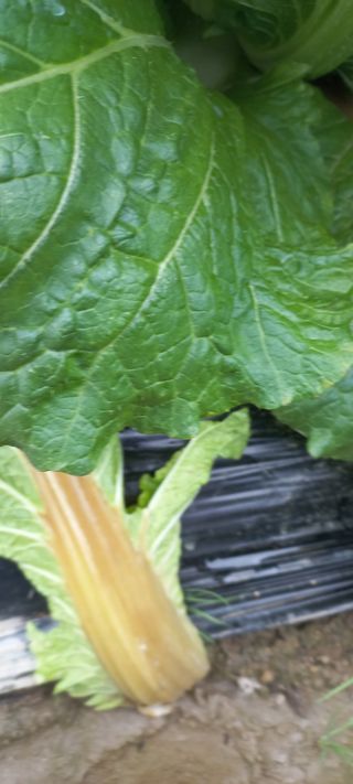 규철님의 배추 · 병해충상담 작성글 사진