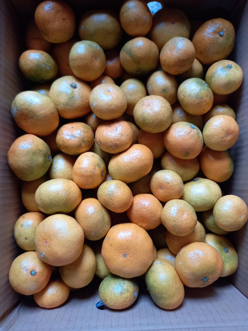 장터 상품 [노지극조생귤 혼합과10키로 ] 썸네일