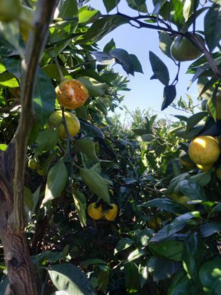 부금리(금강농원)님의 작성글 사진