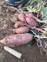 팜모닝 고구마·자유게시판 게시글 이미지