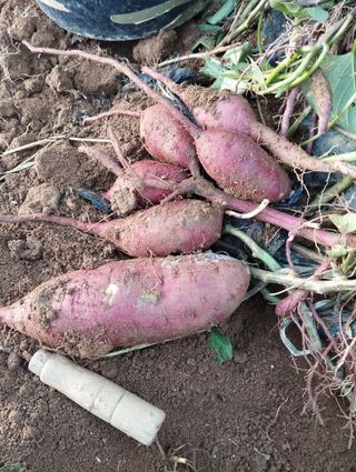 최병우님의 고구마 · 자유게시판 작성글 사진