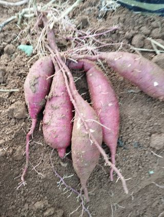 최병우님의 고구마 · 자유게시판 작성글 사진