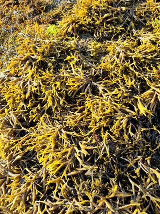 장호정님의 파 · 자유게시판 작성글 사진