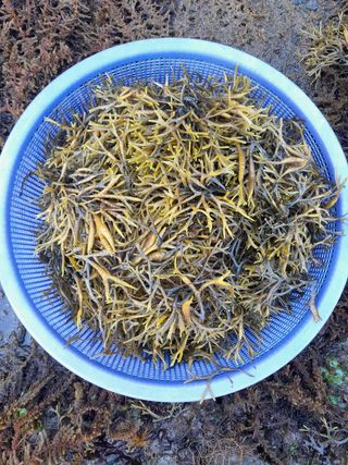 장호정님의 파 · 자유게시판 작성글 사진