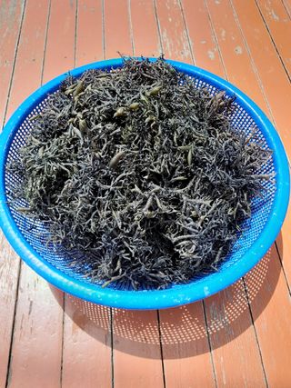 장호정님의 파 · 자유게시판 작성글 사진