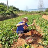 팜모닝 고구마·자유게시판 게시글 이미지