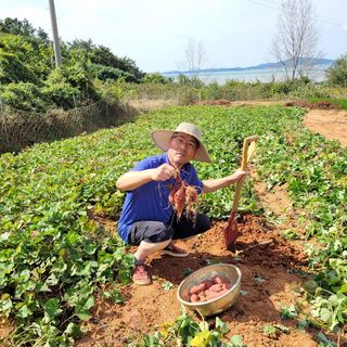 김 농부님의 고구마 · 자유게시판 작성글 사진