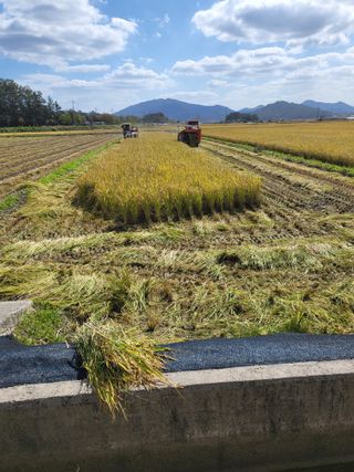 김영진(전남영광)님의 벼 · 자유게시판 작성글 사진