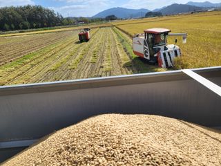 김영진(전남영광)님의 벼 · 자유게시판 작성글 사진