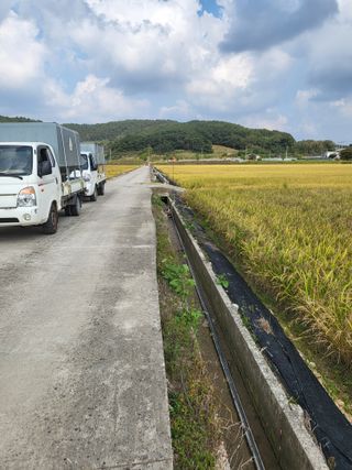 김영진(전남영광)님의 벼 · 자유게시판 작성글 사진