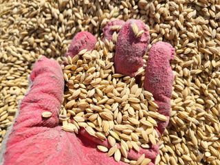 김영진(전남영광)님의 벼 · 자유게시판 작성글 사진