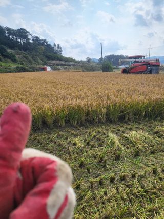 김영진(전남영광)님의 벼 · 자유게시판 작성글 사진