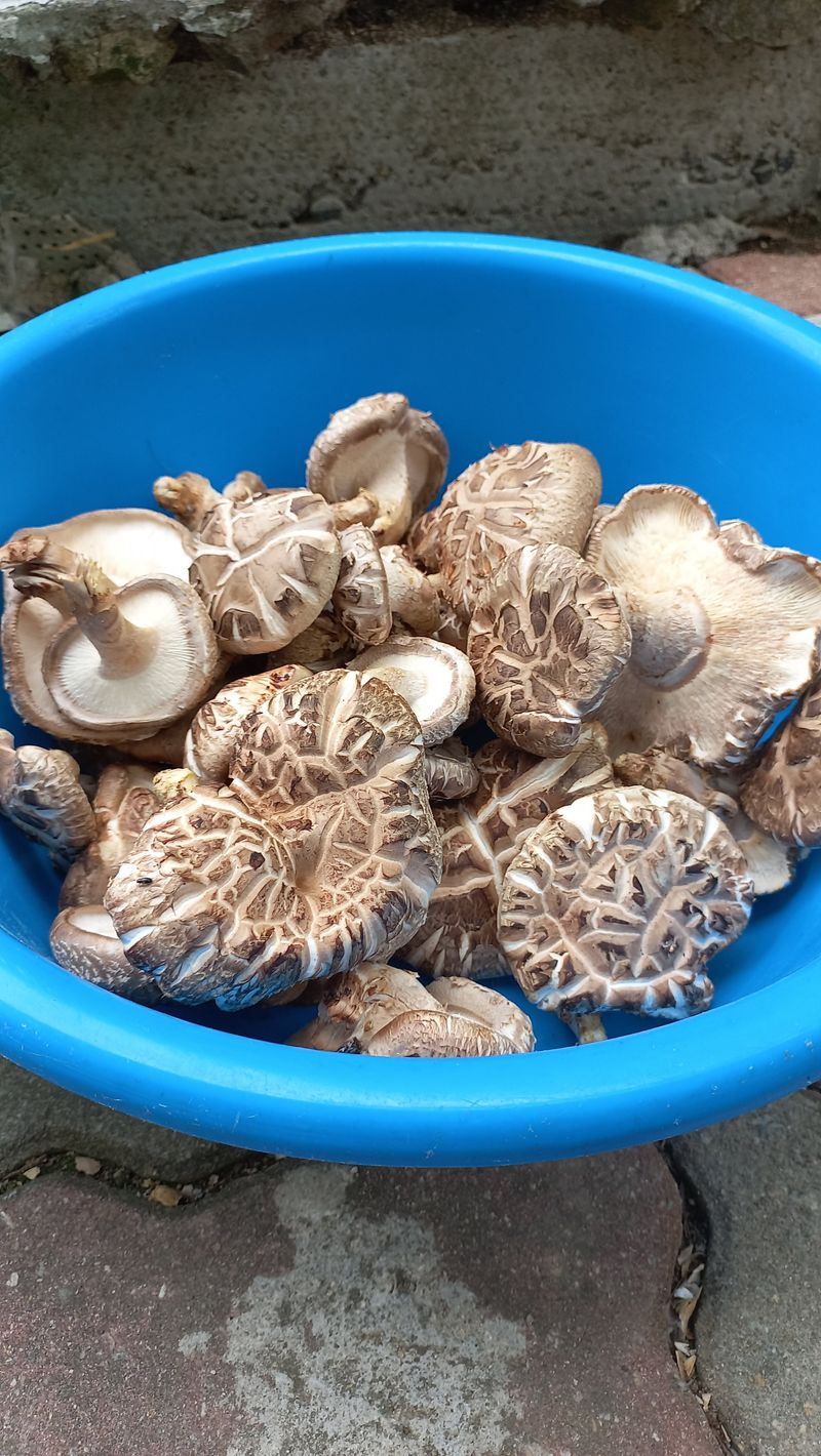 파란농원님의 장터 판매 상품 [생표고 버섯 1kg 당] 첨부 사진