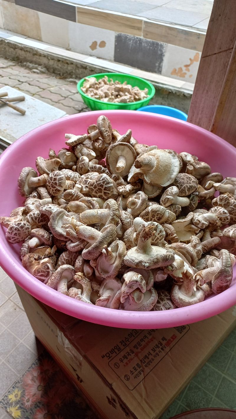 파란농원님의 장터 판매 상품 [생표고 버섯 1kg 당] 첨부 사진