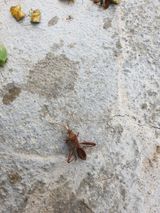 팜모닝 고추·병해충상담 게시글 이미지