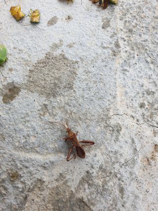 김채현 님의 고추 · 병해충상담 작성글 사진