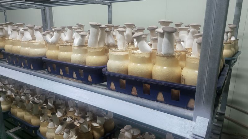 wjmush님의 장터 판매 상품 [새송이버섯 종균] 첨부 사진