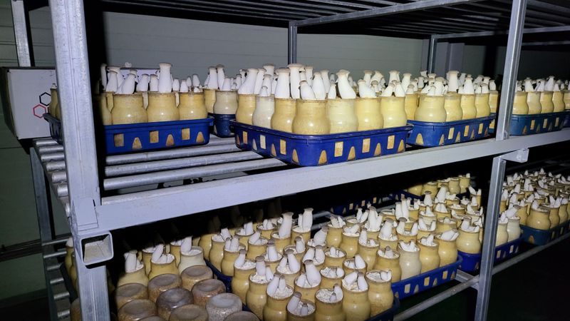 wjmush님의 장터 판매 상품 [새송이버섯 종균] 첨부 사진