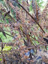 팜모닝 들깨·병해충상담 게시글 이미지