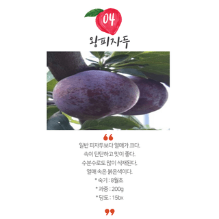 일심묘목농원님의 작성글 사진