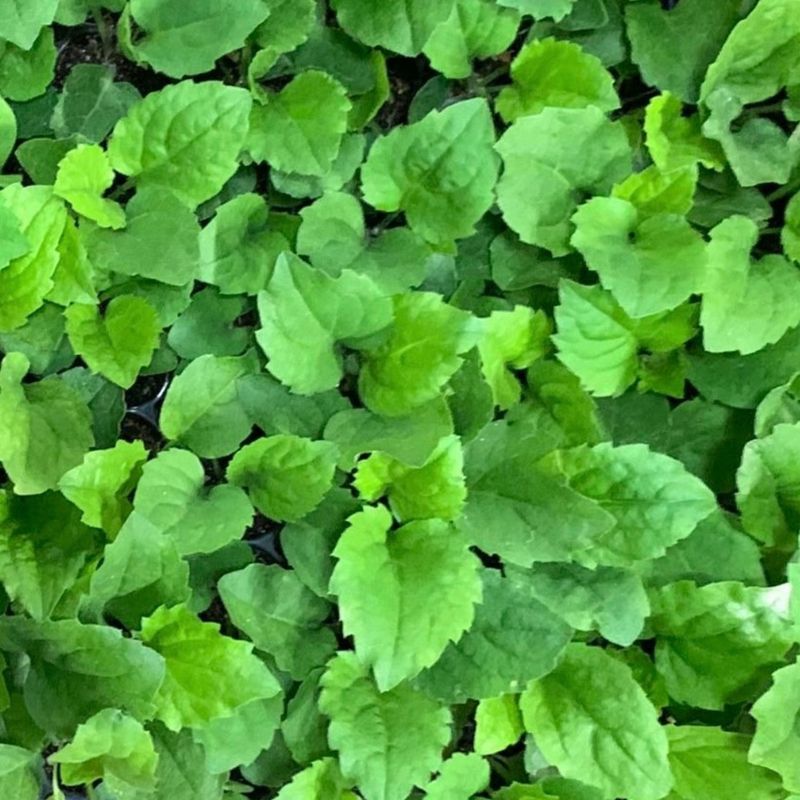 장터 상품 [부지깽이 모종 100개/50개/10개] 썸네일