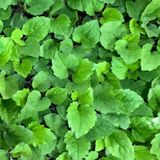 팜모닝 · 게시글 이미지