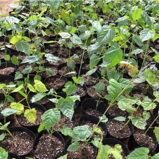 이기자원예종묘님의 작성글 사진