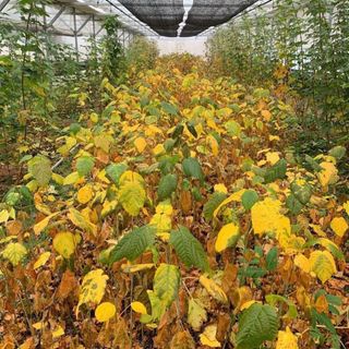 이기자원예종묘님의 작성글 사진