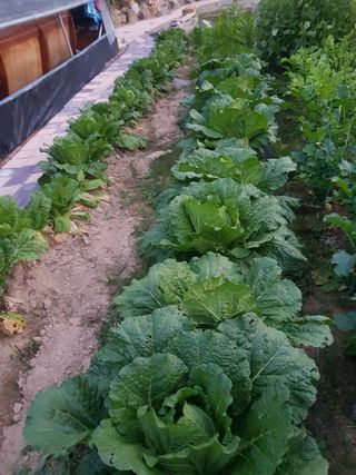 함평초보농민김지선님의 콩 · 영농일지 작성글 사진