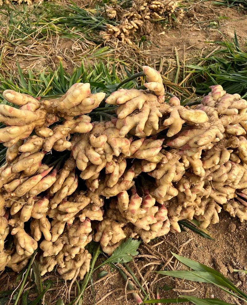 장터 상품 [햇생강 수확했습니다] 썸네일