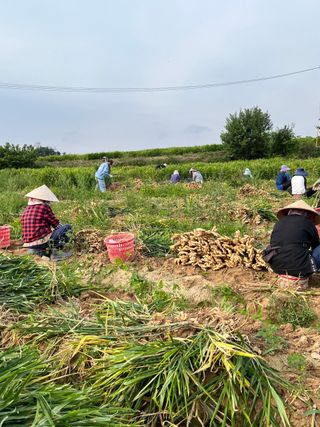 벌꿀*직접생산농장님의 작성글 사진