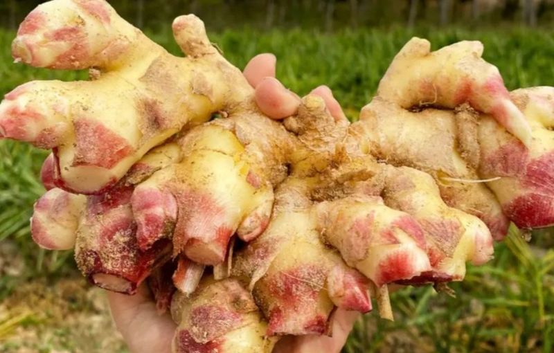 벌꿀농장♡권은주님의 장터 판매 상품 [햇생강 수확했습니다] 첨부 사진