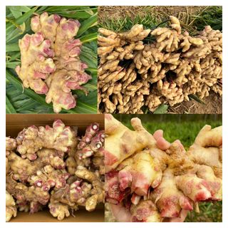 벌꿀*직접생산농장님의 작성글 사진