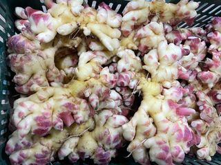 벌꿀*직접생산농장님의 작성글 사진