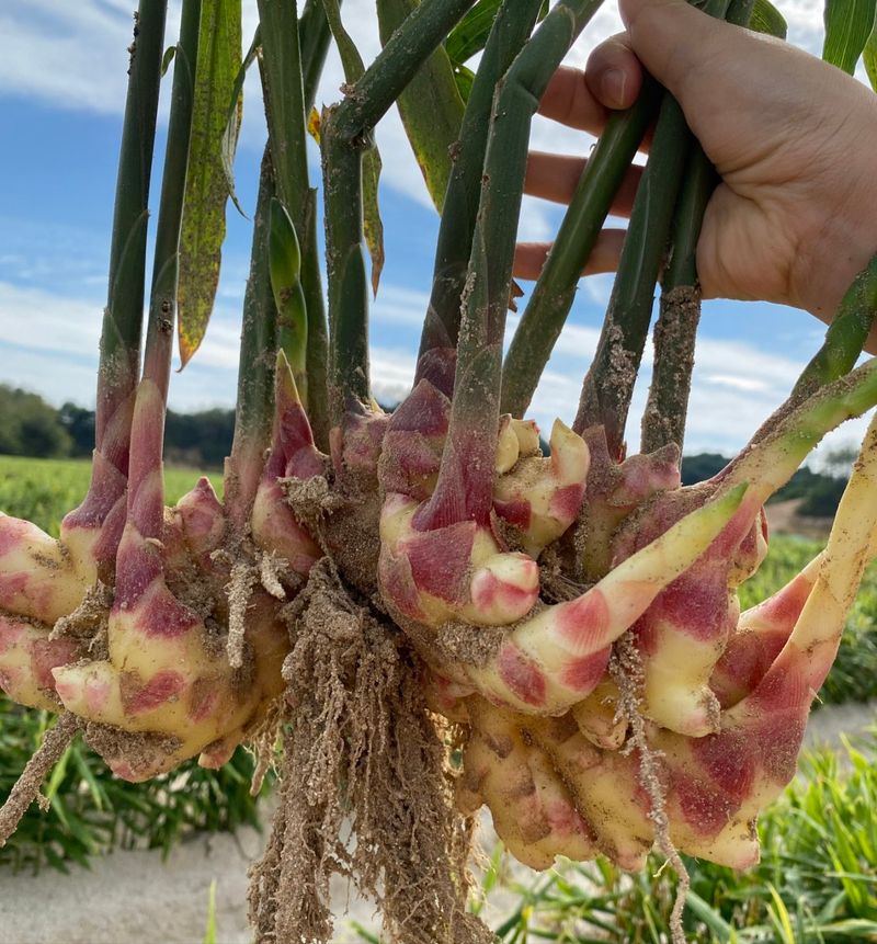 벌꿀*직접생산농장님의 장터 판매 상품 [2025년 햇생강ㆍ흙생강 판매] 첨부 사진