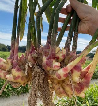 벌꿀*직접생산농장님의 작성글 사진