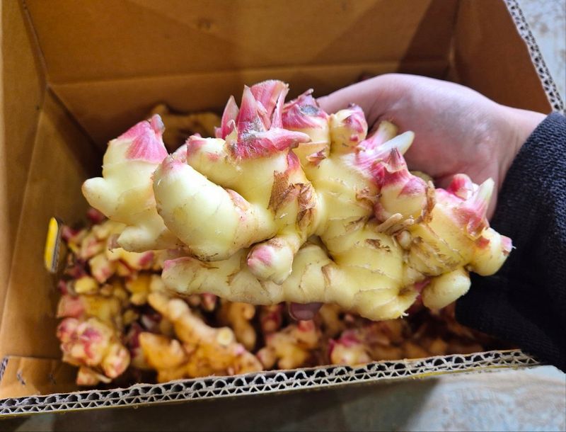 장터 상품 [2025년 햇생강ㆍ흙생강 판매] 썸네일