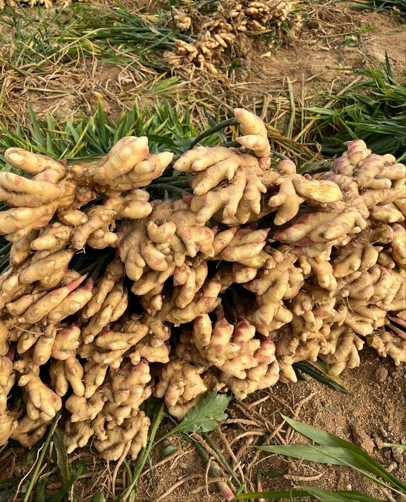 벌꿀*직접생산농장님의 장터 판매 상품 [2025년 햇생강ㆍ흙생강 판매] 첨부 사진