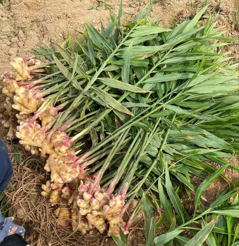 벌꿀*직접생산농장님의 장터 판매 상품 [2025년 햇생강ㆍ흙생강 판매] 첨부 사진