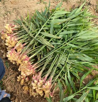 벌꿀*직접생산농장님의 작성글 사진