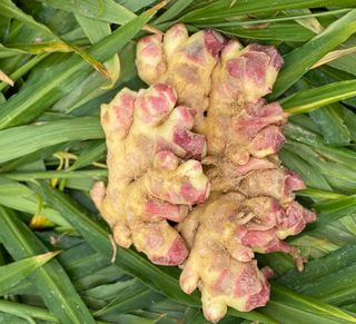 벌꿀*직접생산농장님의 작성글 사진