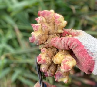 벌꿀*직접생산농장님의 작성글 사진