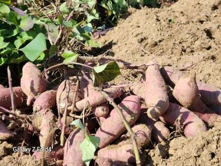 이훈정(시몬)님의 기타작물 · 영농일지 작성글 사진