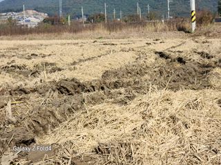 이훈정(시몬)님의 기타작물 · 영농일지 작성글 사진