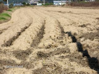 이훈정(시몬)님의 기타작물 · 영농일지 작성글 사진