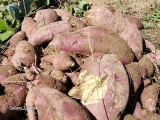 이훈정(시몬)님의 기타작물 · 영농일지 작성글 사진