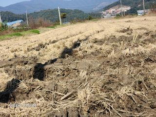 이훈정(시몬)님의 기타작물 · 영농일지 작성글 사진