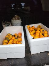 팜모닝 복숭아·영농일지 게시글 이미지